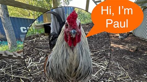 arab girls|How To Integrate Your Chicken Flock The Easy Way